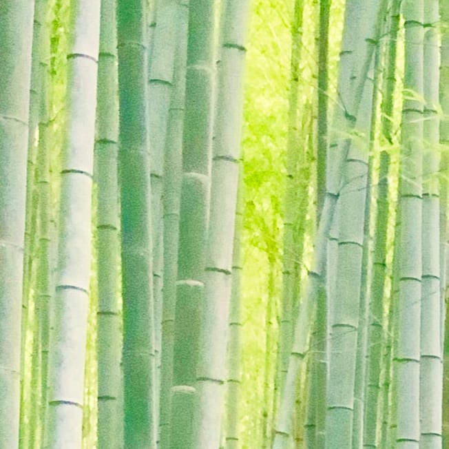 bamboo