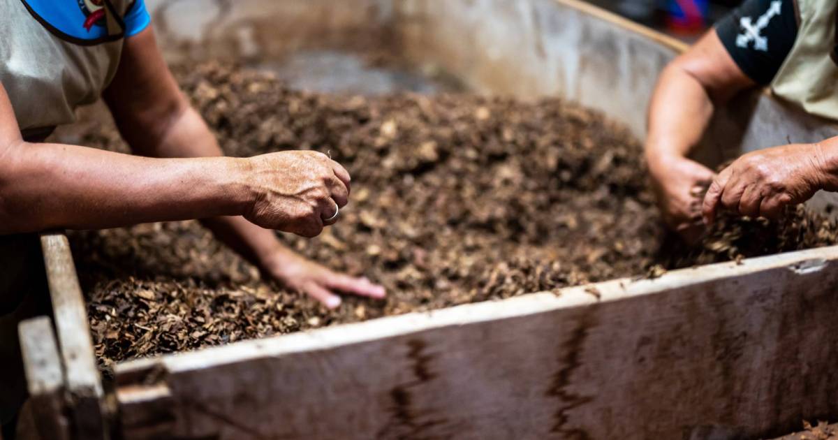 Curious About Composting? Add Bamboo for a Healthy, Sustainable Garden